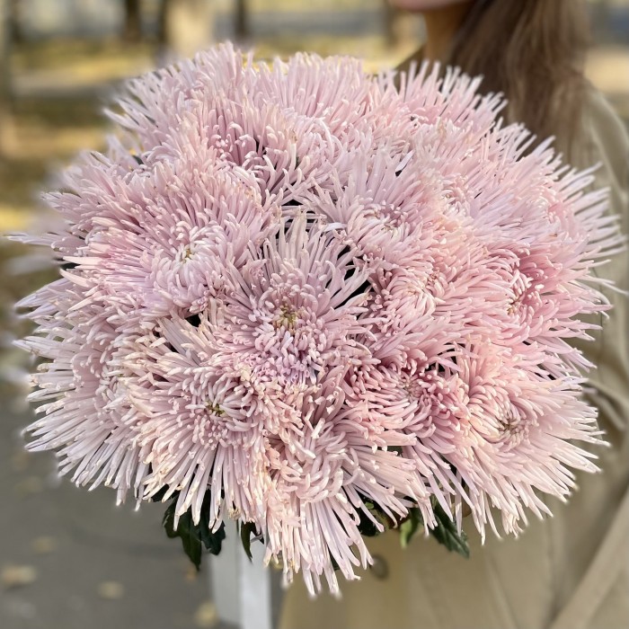 Хризантема  игольчатая сиреневая Каприоль